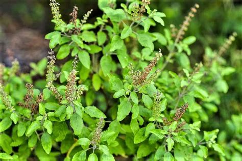 thulasi video download|Indian Medicine Plant Tulsi Videos, Download The BEST Free 4k .